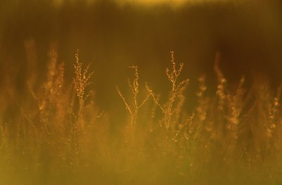 BUITEN BEELD Foto: 170801