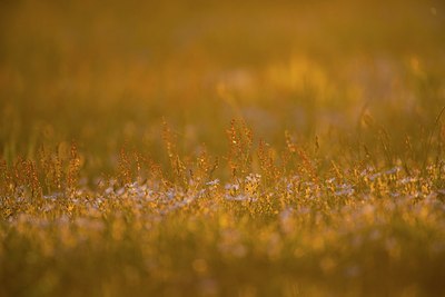 BUITEN BEELD Foto: 170802