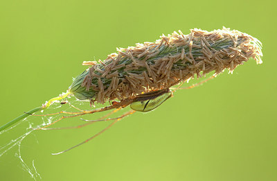 BUITEN BEELD Foto: 170820