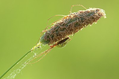 BUITEN BEELD Foto: 170821