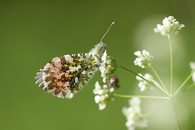 BUITEN BEELD Foto: 170866