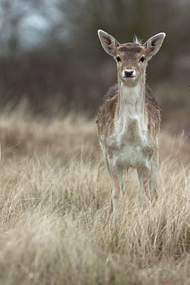 BUITEN BEELD Foto: 170880