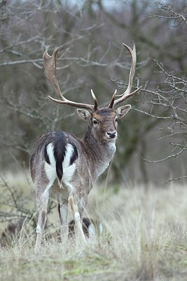 BUITEN BEELD Foto: 170882