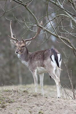 BUITEN BEELD Foto: 170883