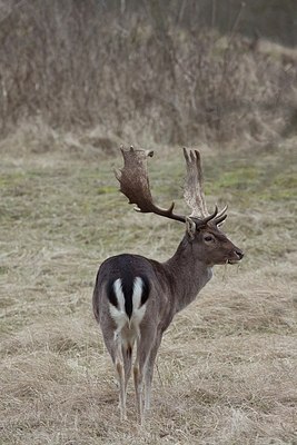 BUITEN BEELD Foto: 170885