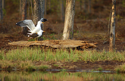 BUITEN BEELD Foto: 170895