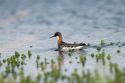 BUITEN BEELD Foto: 170901