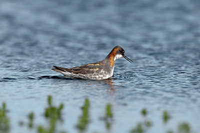 BUITEN BEELD Foto: 170903