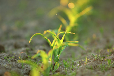 BUITEN BEELD Foto: 170948