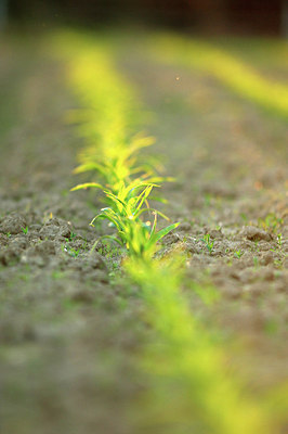 BUITEN BEELD Foto: 170949