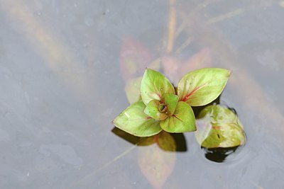 BUITEN BEELD Foto: 170991