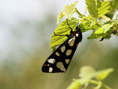 BUITEN BEELD Foto: 171021