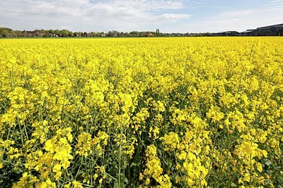 BUITEN BEELD Foto: 171046