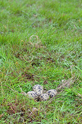 BUITEN BEELD Foto: 171073