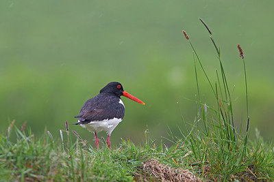 BUITEN BEELD Foto: 171122
