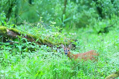 BUITEN BEELD Foto: 171136