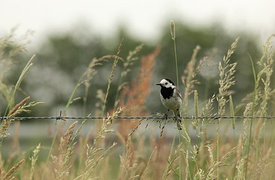 BUITEN BEELD Foto: 171147