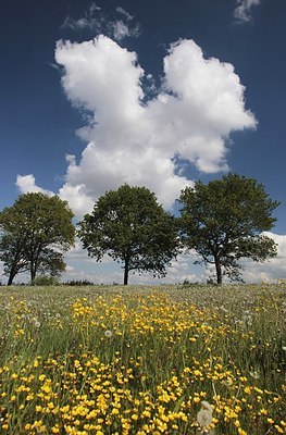 BUITEN BEELD Foto: 171153