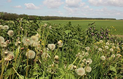 BUITEN BEELD Foto: 171169