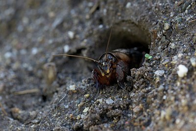 BUITEN BEELD Foto: 171237