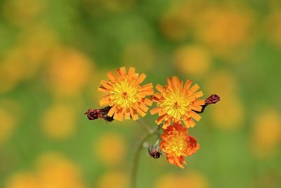 BUITEN BEELD Foto: 171303