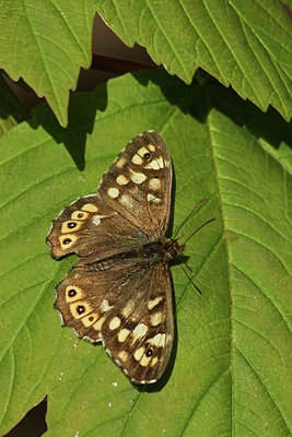 BUITEN BEELD Foto: 171337