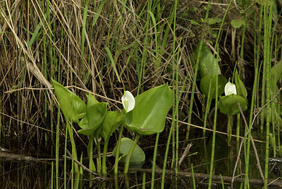 BUITEN BEELD Foto: 171380