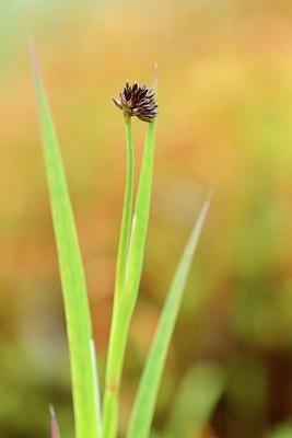 BUITEN BEELD Foto: 171408