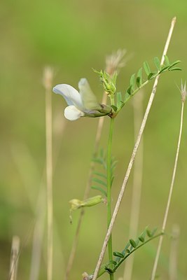 BUITEN BEELD Foto: 171432