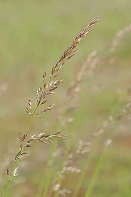 BUITEN BEELD Foto: 171437