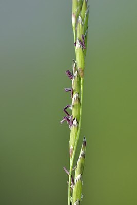 BUITEN BEELD Foto: 171443