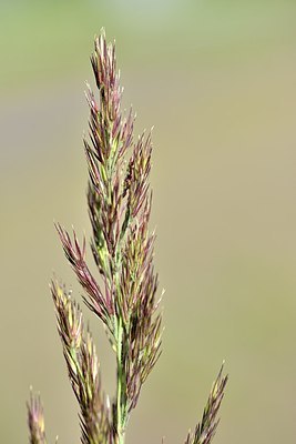 BUITEN BEELD Foto: 171453