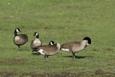 BUITEN BEELD Foto: 171470