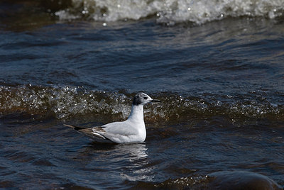 BUITEN BEELD Foto: 171472
