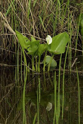 BUITEN BEELD Foto: 171473