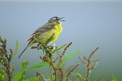 BUITEN BEELD Foto: 171475