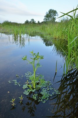 BUITEN BEELD Foto: 171476