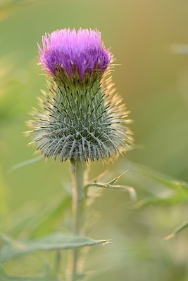 BUITEN BEELD Foto: 171479