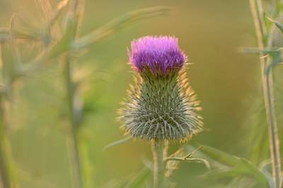 BUITEN BEELD Foto: 171481