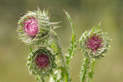 BUITEN BEELD Foto: 171486