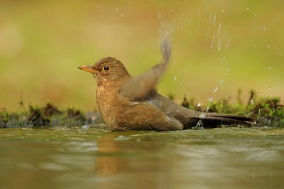 BUITEN BEELD Foto: 171538