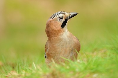 BUITEN BEELD Foto: 171545
