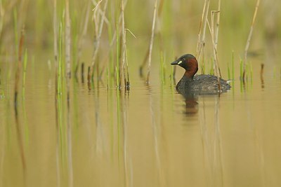 BUITEN BEELD Foto: 171548