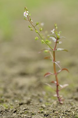 BUITEN BEELD Foto: 171583