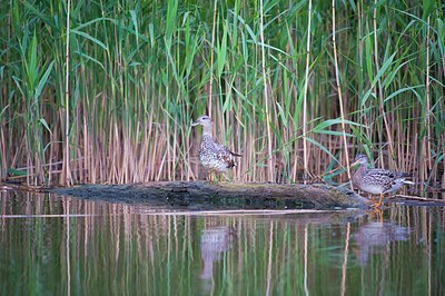 BUITEN BEELD Foto: 171584