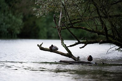 BUITEN BEELD Foto: 171585
