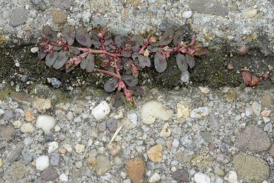 BUITEN BEELD Foto: 171634