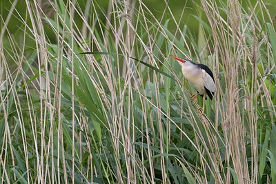 BUITEN BEELD Foto: 171640
