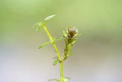 BUITEN BEELD Foto: 171645