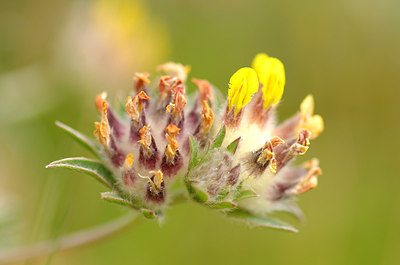 BUITEN BEELD Foto: 171647